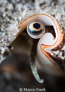 Conch's Eye by Marco Fierli 